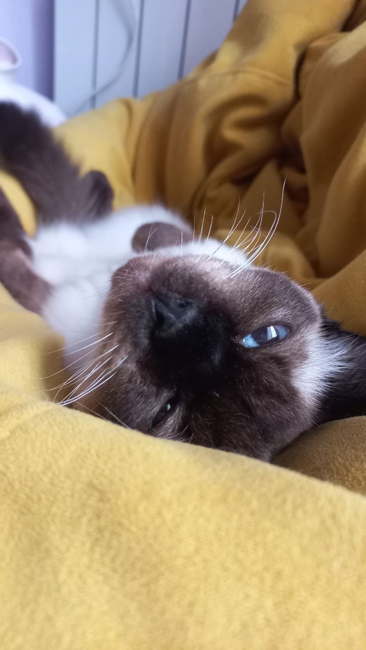 Кошка Буся