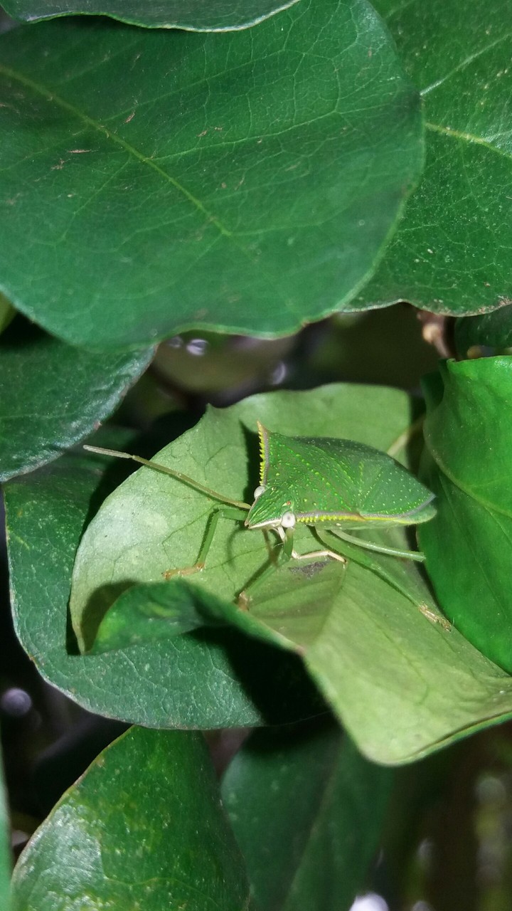 Nezara viridula