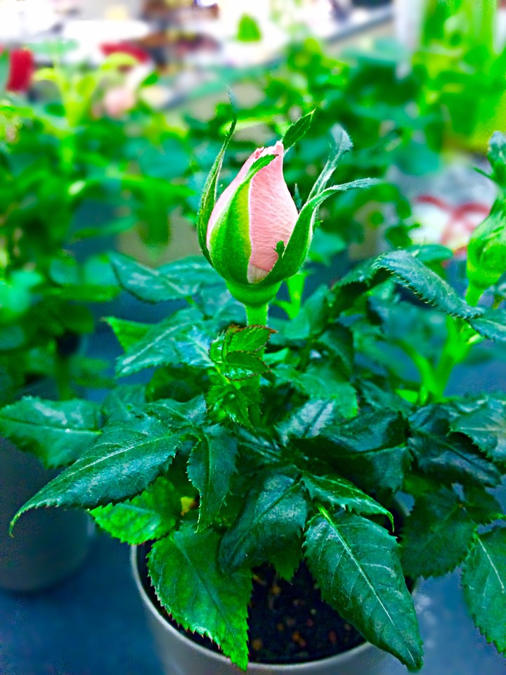 budding flowers
