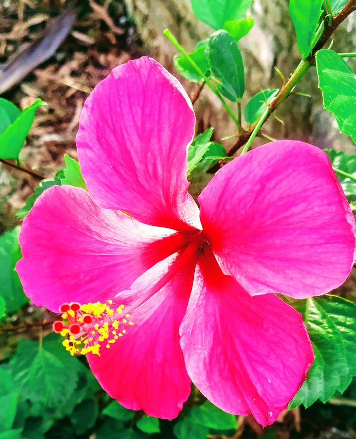 hibiscus flower