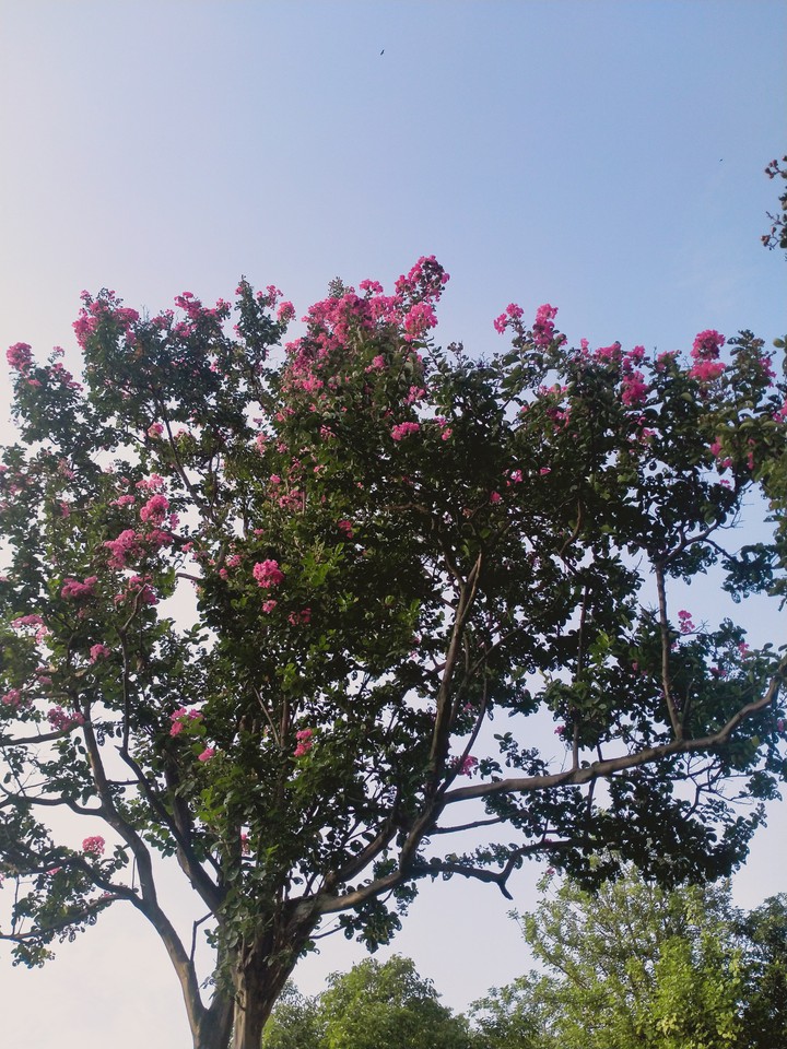 pink tree