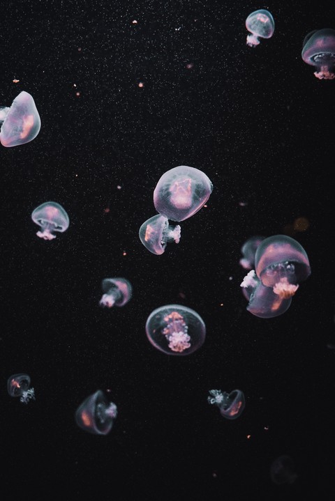 Science, cnidaria duvar kağıtları