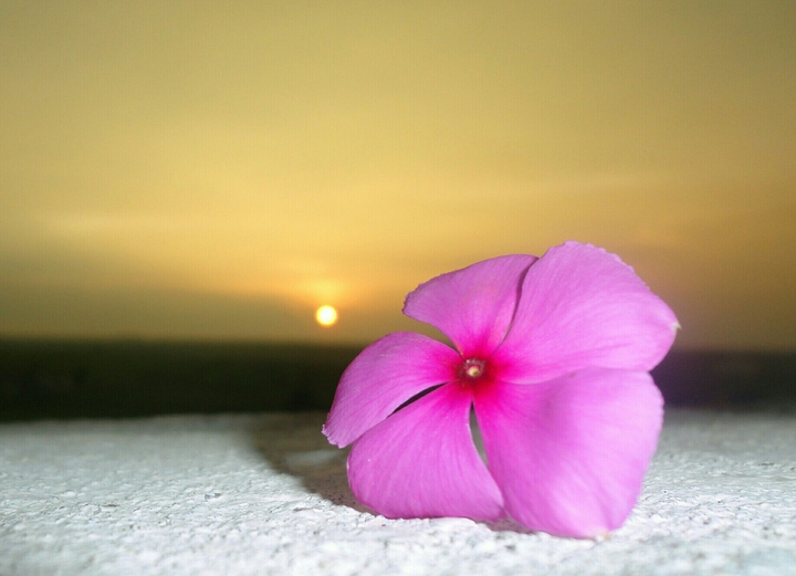 flower 