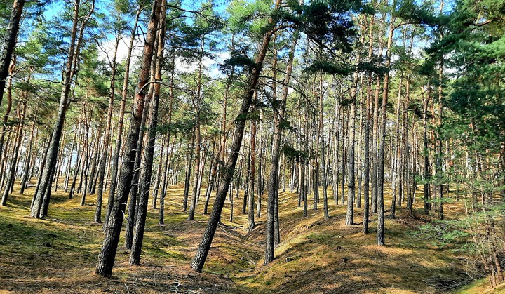 wood
