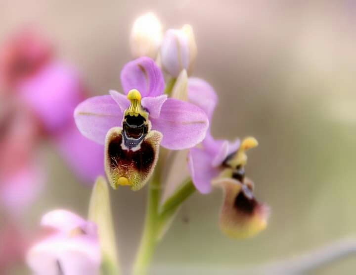 Orchid