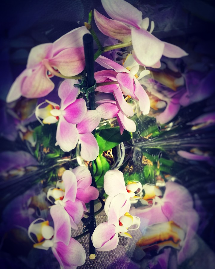 Pink orchid