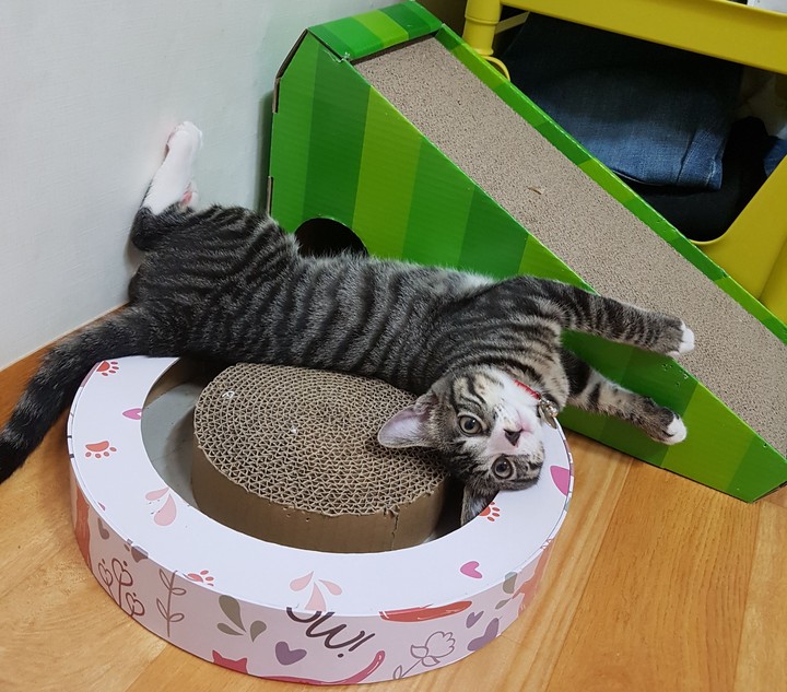 꺼돌이