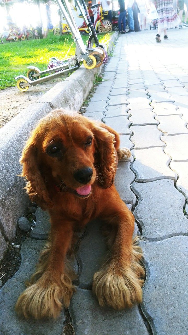 dog