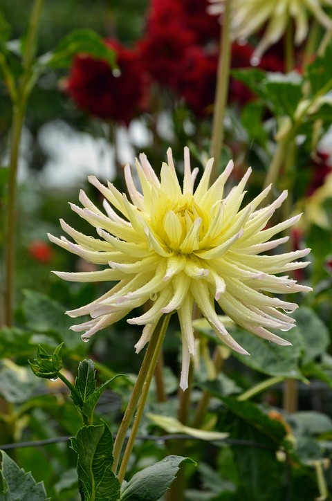 草本植物, safflower壁纸