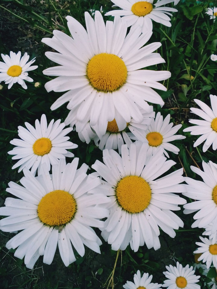 Daisies