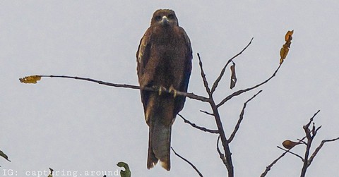 Eagle