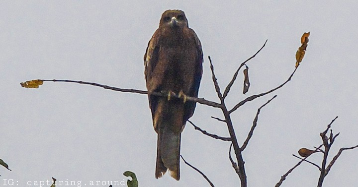 Eagle