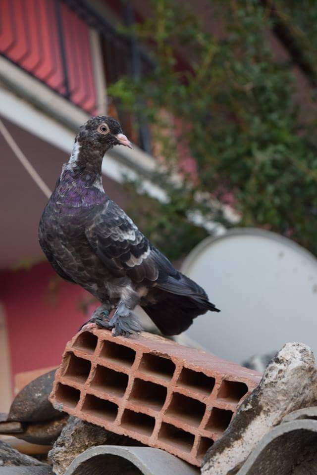 pigeon