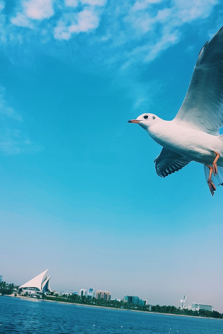 Snapshot of a bird at the bay