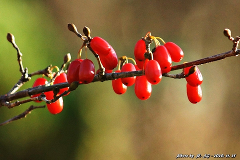 sfondi fruit, produce
