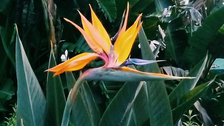 Tropical Paradise