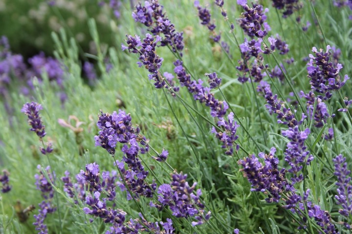 lavender