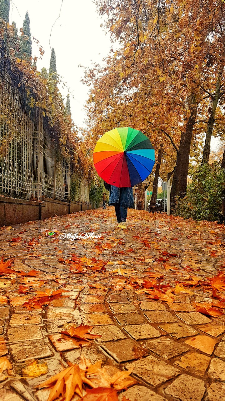 umbrella