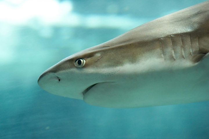 shark