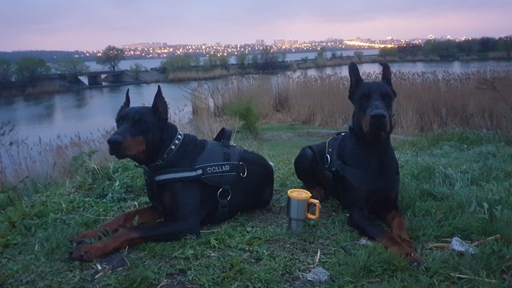 собаки