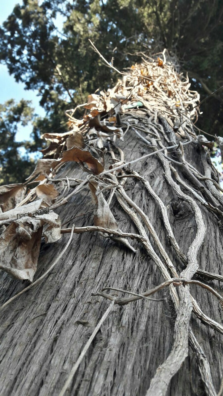 tree