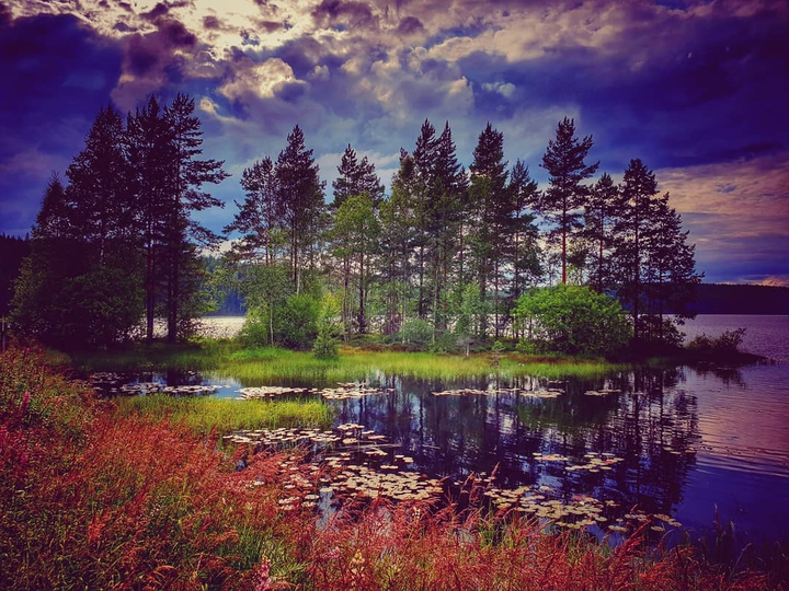 trees