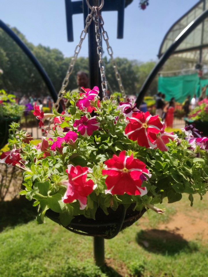 To me flowers are happiness....