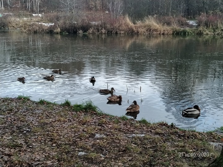 Утки, ducks ?