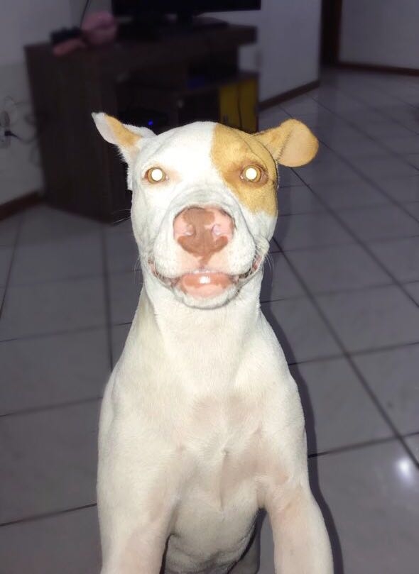 pipoca