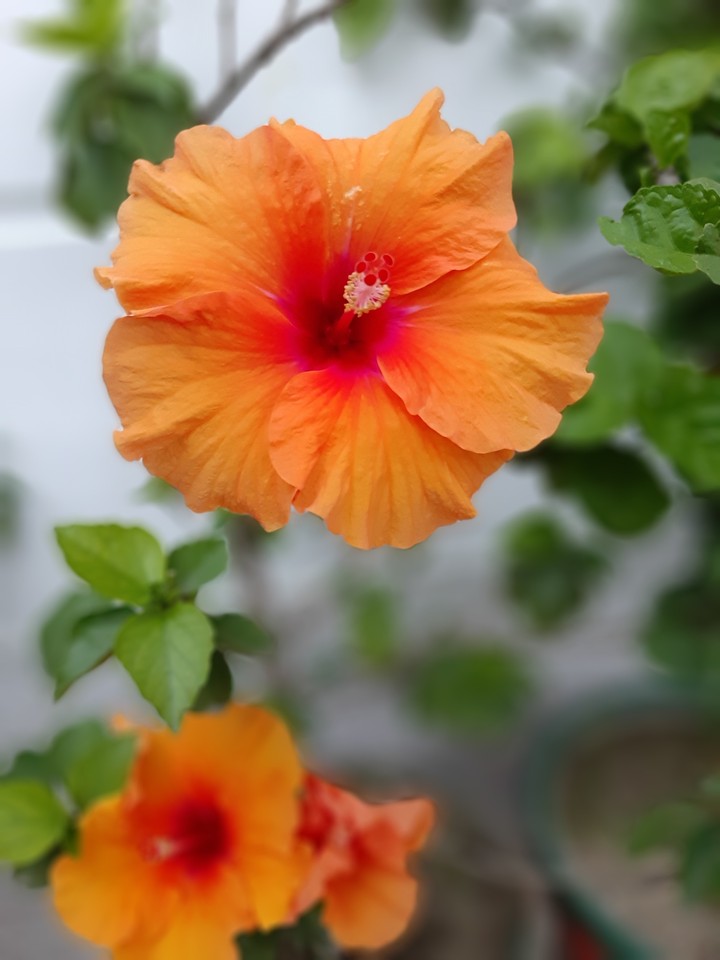 #flower