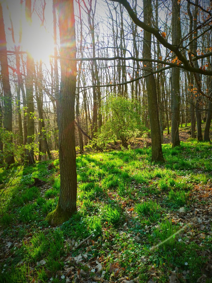 Forest