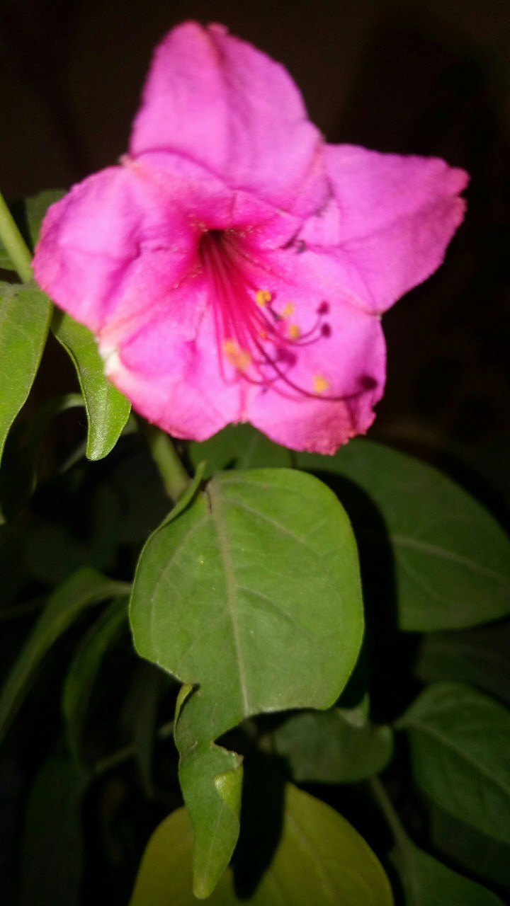 Mirabilis jalapa Flower (गुलबक्षी)