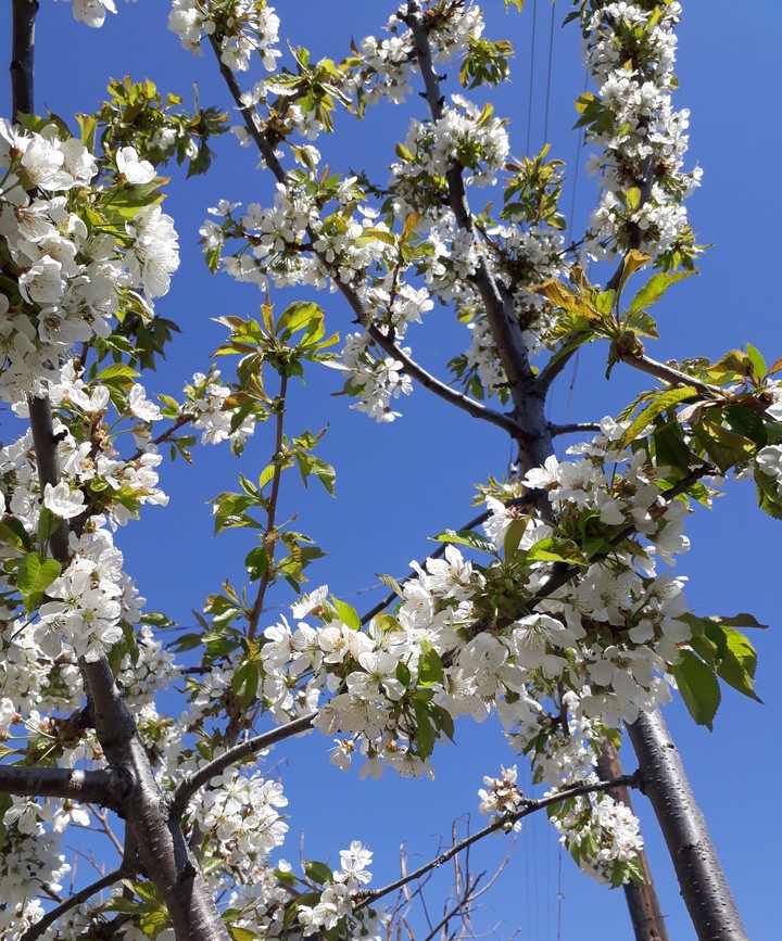 Spring
