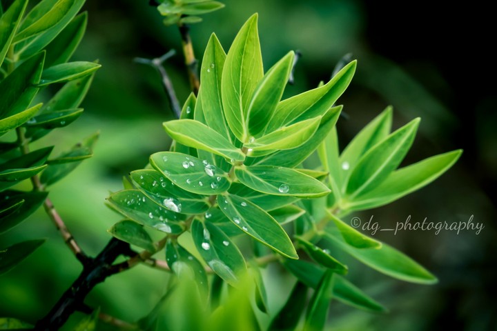 leaf