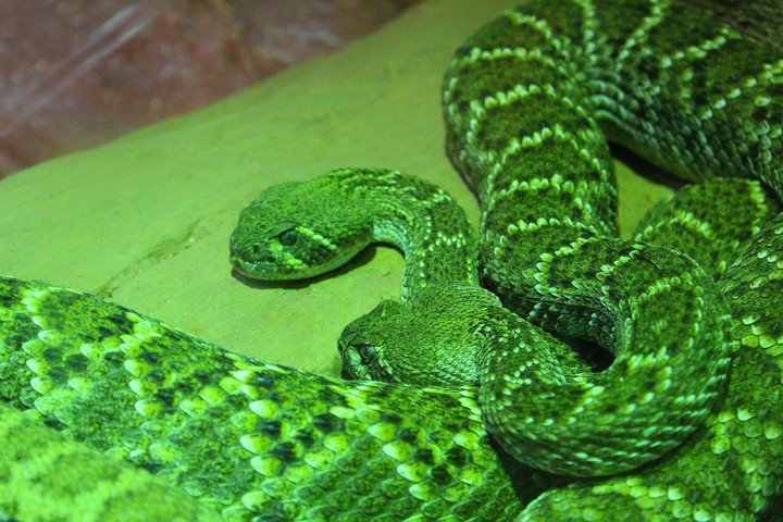 Rattlesnake, Singapore Zoo