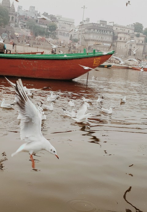 Birds