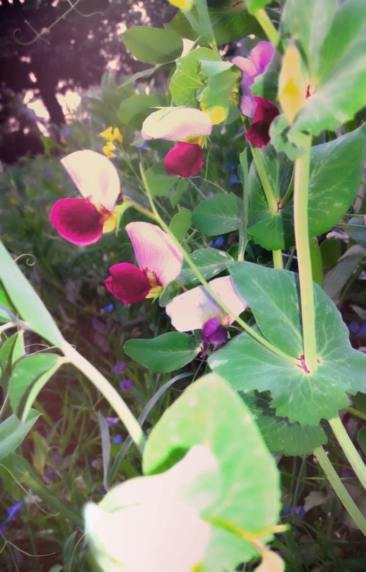 Pea plant