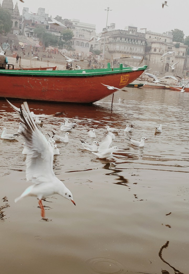 Birds