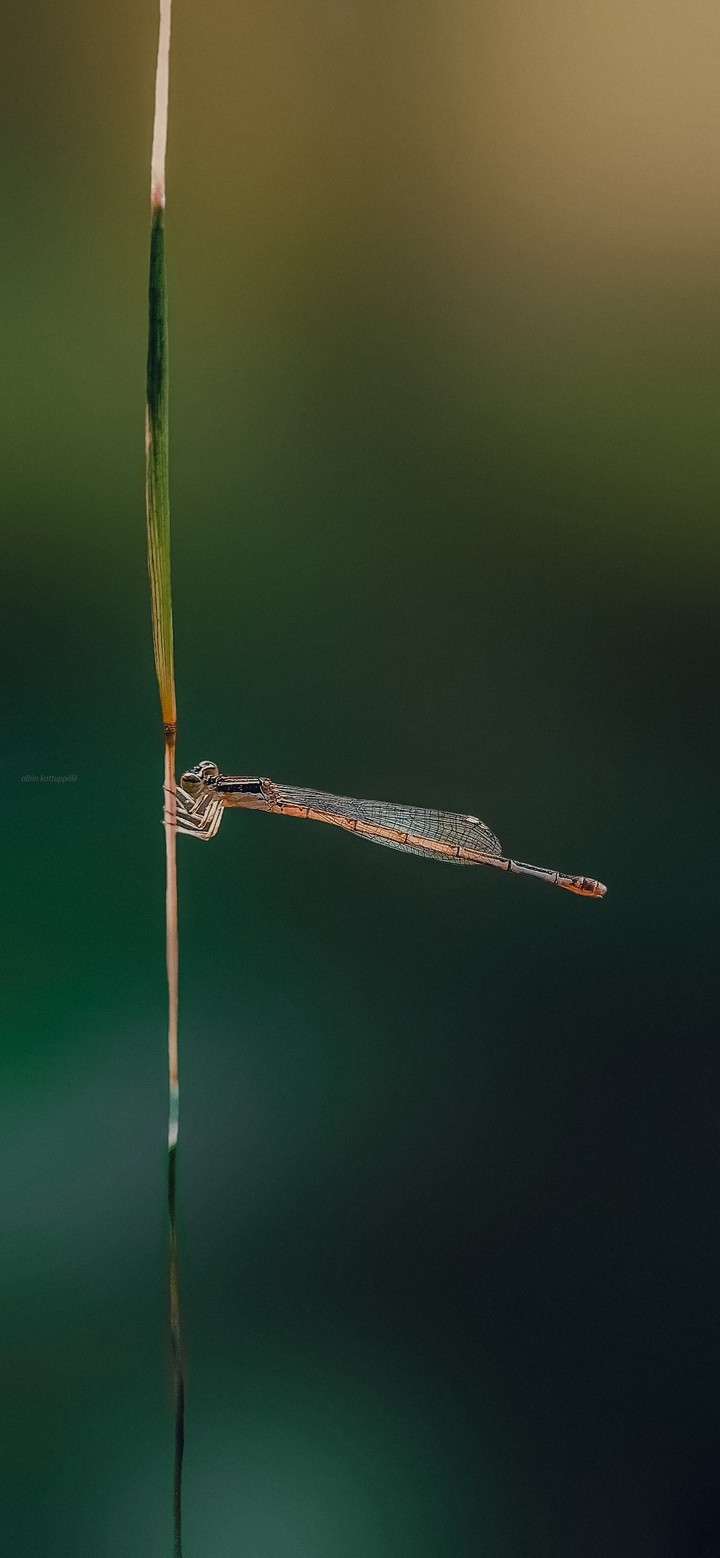 Dragon Fly