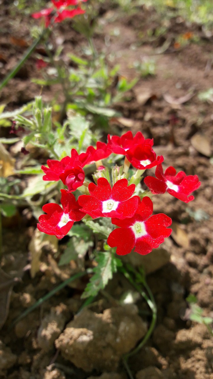 cute#little#flowers#red#nature#peace#winter