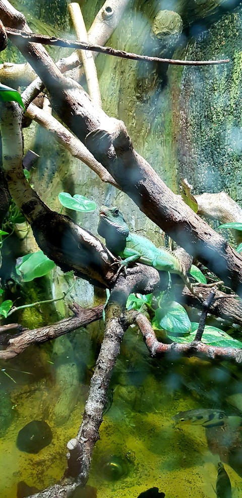 iguana