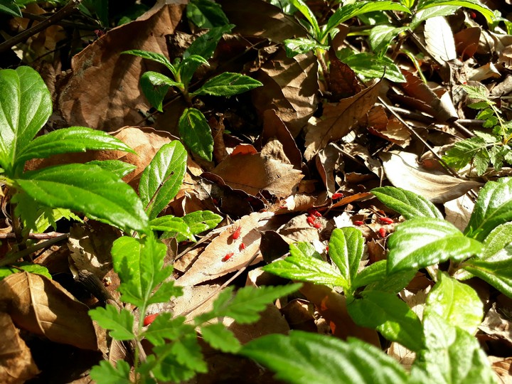 sunlight