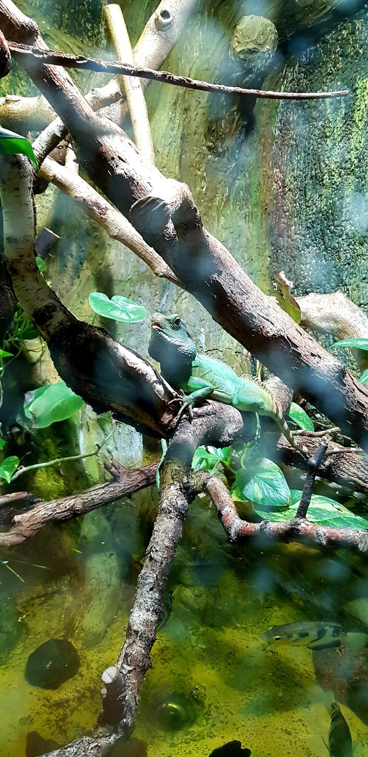 iguana