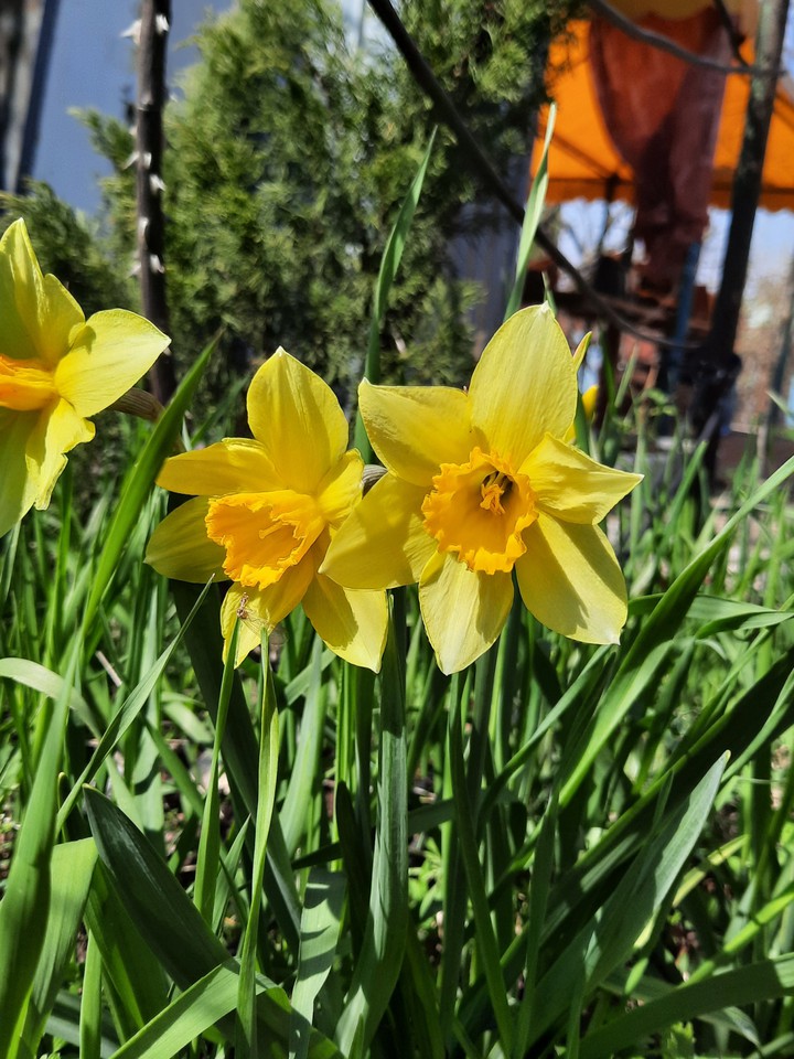 flowers