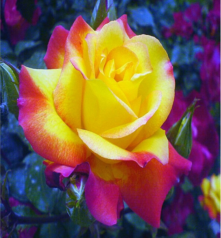 lonely rose