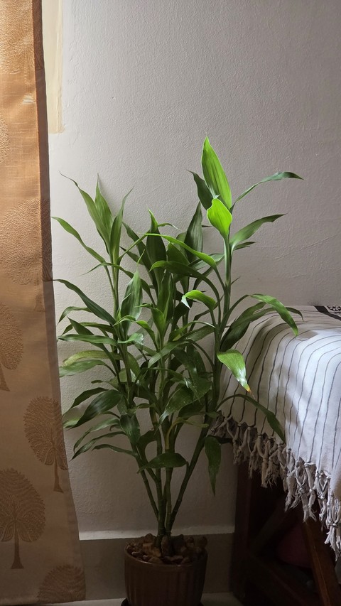 sfondi hidden-lilies, arums