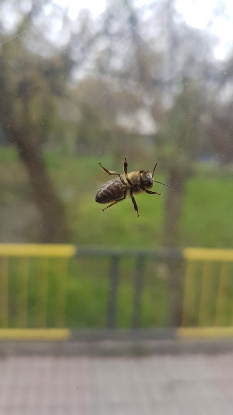 bee on window