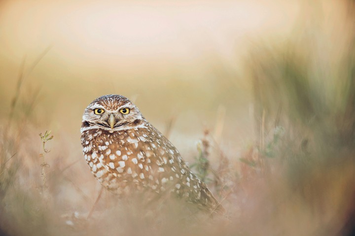 owl