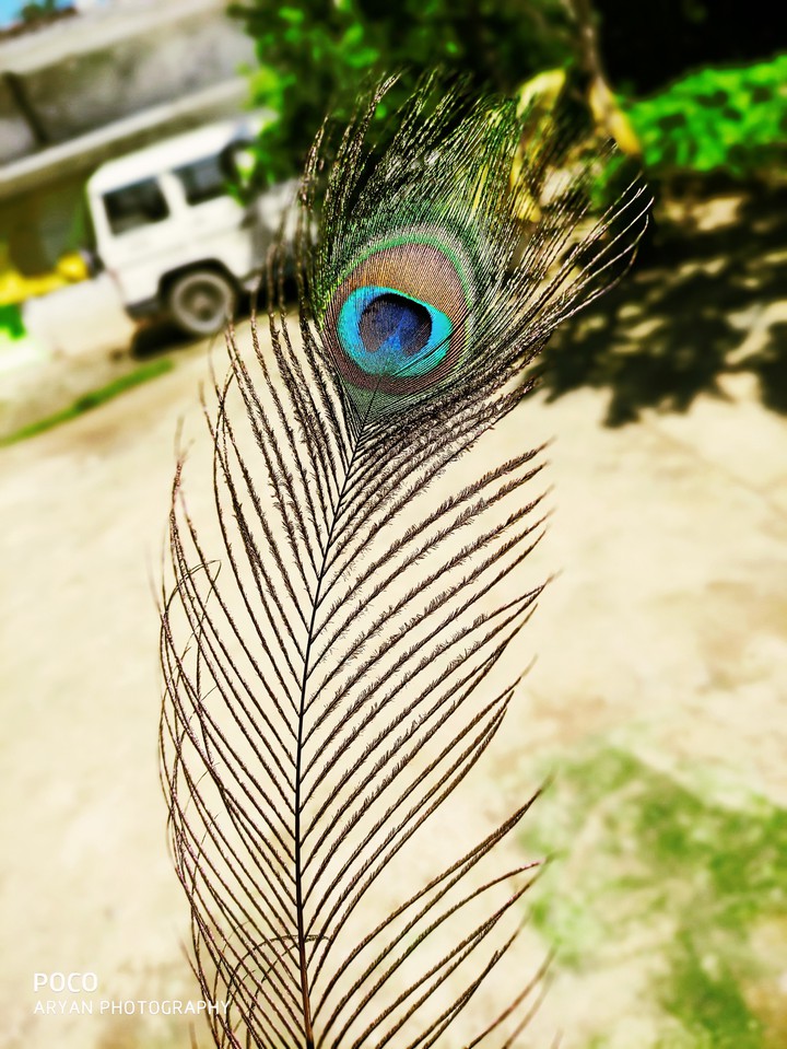 peacock feather