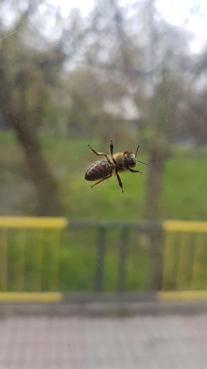 bee on window